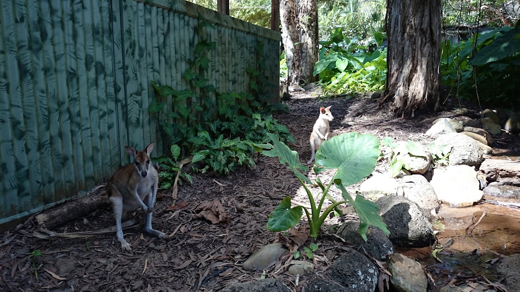 K9 River Retreat | 2 Armstrong Rd, Kuranda QLD 4881, Australia | Phone: 0437 504 519