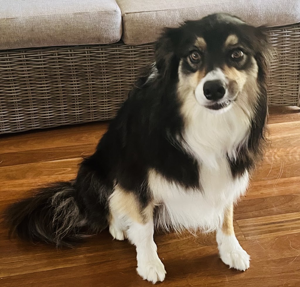 Happy Feet Grooming Parlour | 335 Princes Hwy, Bomaderry NSW 2541, Australia | Phone: 0401 247 023