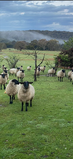 Front Row Sheep | 89 Winfarthing Rd, Marulan NSW 2579, Australia | Phone: 0419 482 922