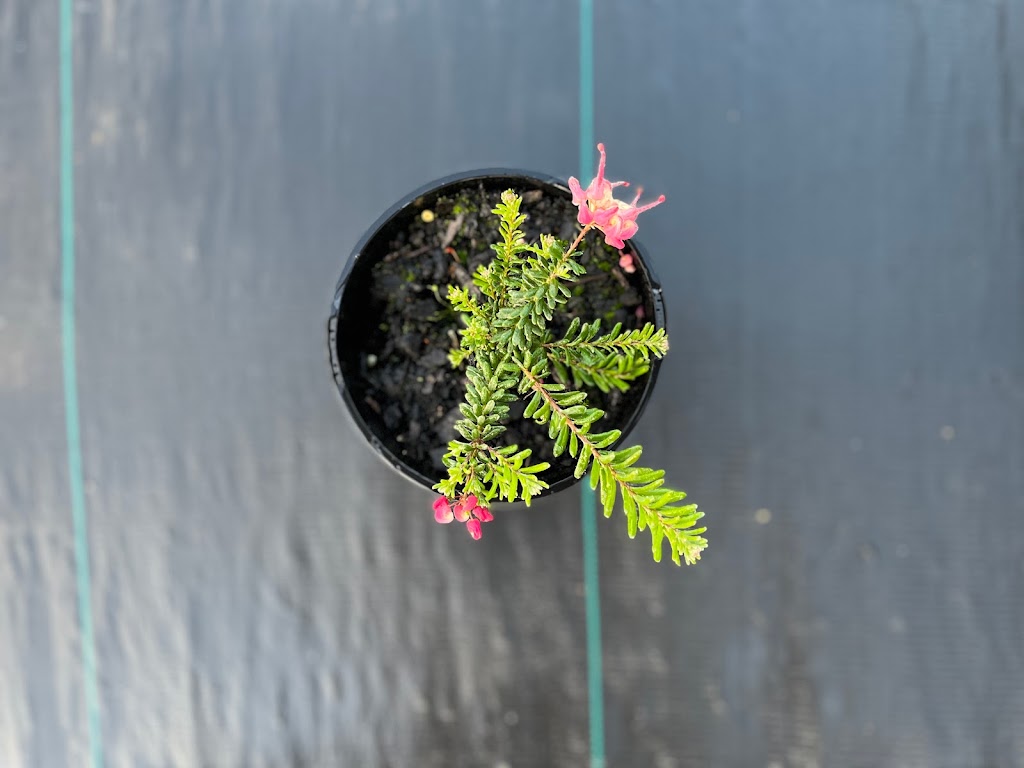 Bambra Native Plants | 85 Draytons Rd, Bambra VIC 3241, Australia | Phone: 0407 101 516