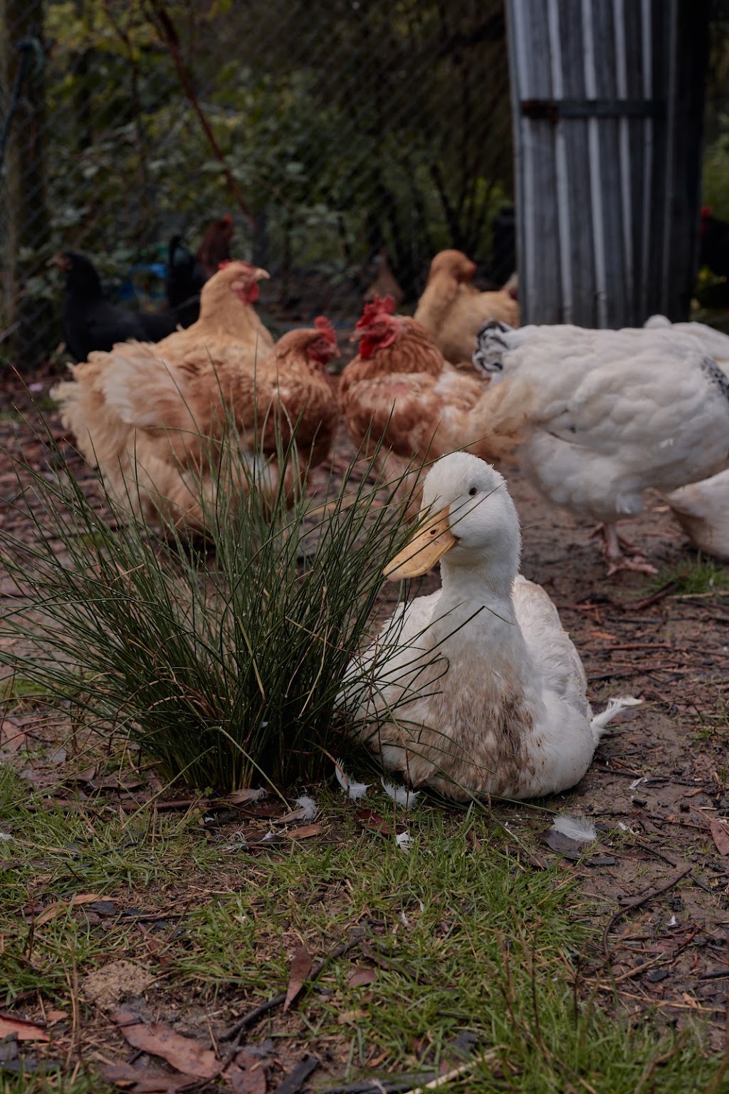 Harvest Homestead | 229 Glenfern Rd, Upwey VIC 3158, Australia | Phone: 0477 733 881