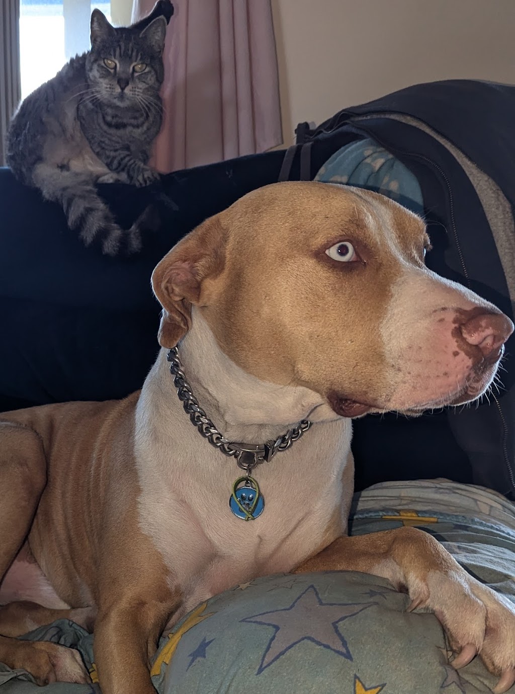 Barkle N Shine Mobile Dog Spa | Tara QLD 4421, Australia | Phone: 0474 235 512