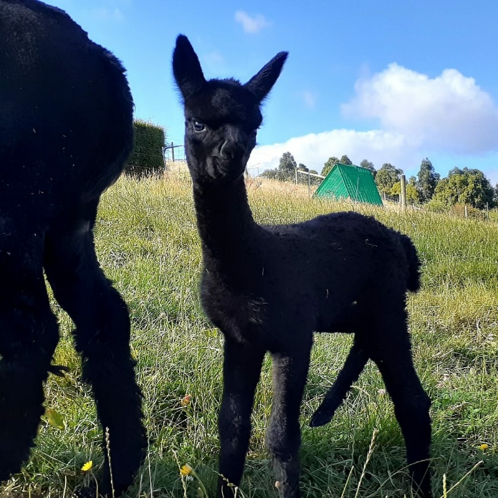 CLIFDEN ALPACAS & CLIFDEN BELTED GALLOWAYS | lodging | 426 Yarragon-Leongatha Rd, Yarragon VIC 3823, Australia | 0408827896 OR +61 408 827 896