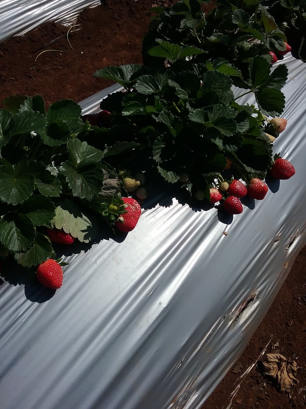 Shaylee Strawberries | cafe | 255 Marks Ln, Atherton QLD 4883, Australia | 0740912962 OR +61 7 4091 2962