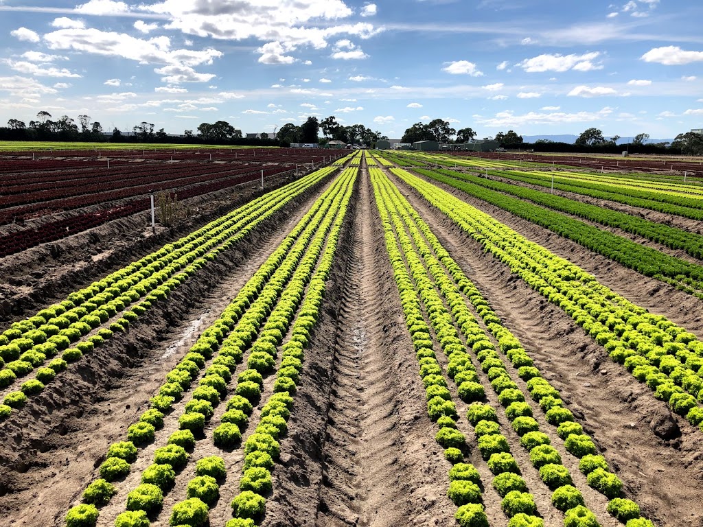 Lowe Farms | 120 Glasscocks Rd, Lyndhurst VIC 3975, Australia | Phone: 0402 839 592