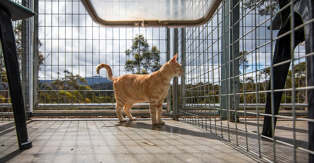 Cats on Summerleas | veterinary care | 212 Summerleas Rd, Kingston TAS 7050, Australia | 0444521919 OR +61 444 521 919