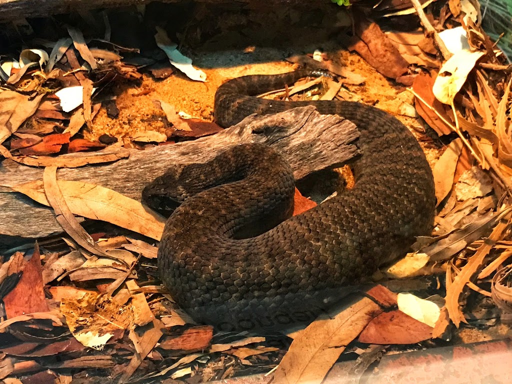Reptile House | South Perth WA 6151, Australia