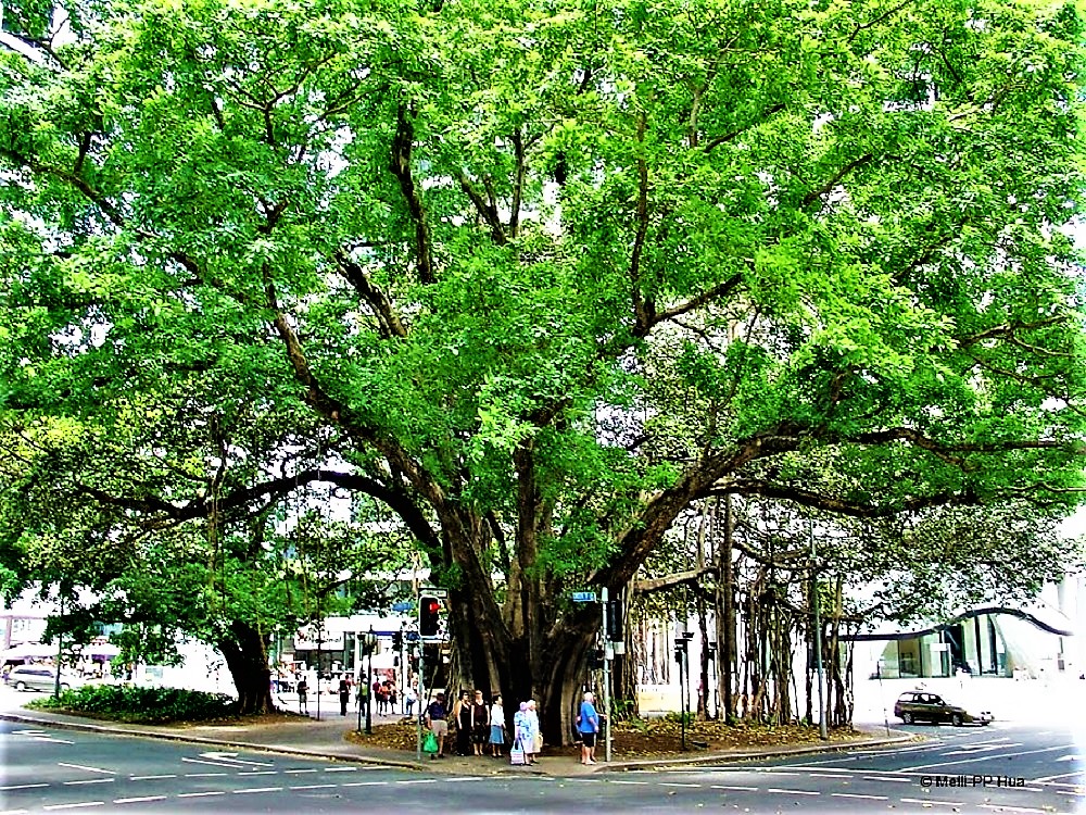 Fig Tree Reserve (Eagle Place) | park | 118A Eagle St, Brisbane City QLD 4000, Australia | 0734038888 OR +61 7 3403 8888
