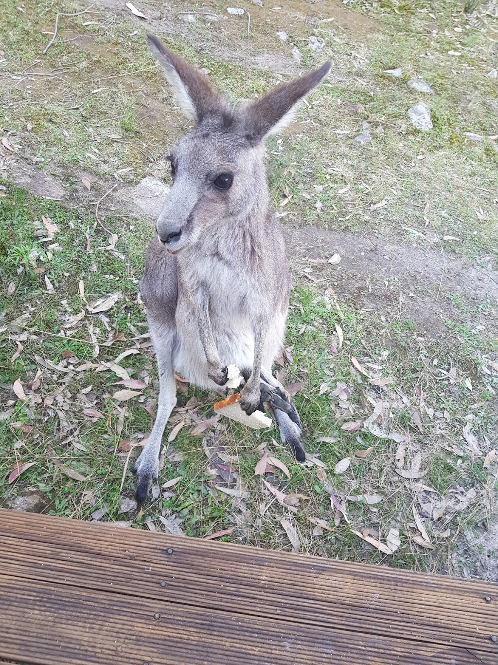 Wallaroo Lodge | lodging | Cooee Trail off Moonabung Road, Vacy NSW 2421, Australia | 0417208727 OR +61 417 208 727