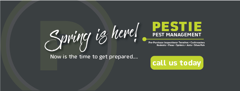 Pestie Pest Management | 13 Vector Pl, Little Mountain QLD 4551, Australia | Phone: 0459 597 792