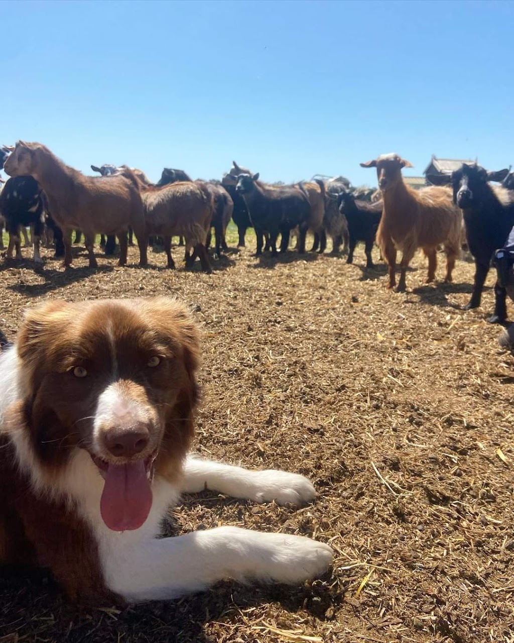 Rannoch View Border Collies | Blighty NSW 2713, Australia | Phone: 0417 288 149