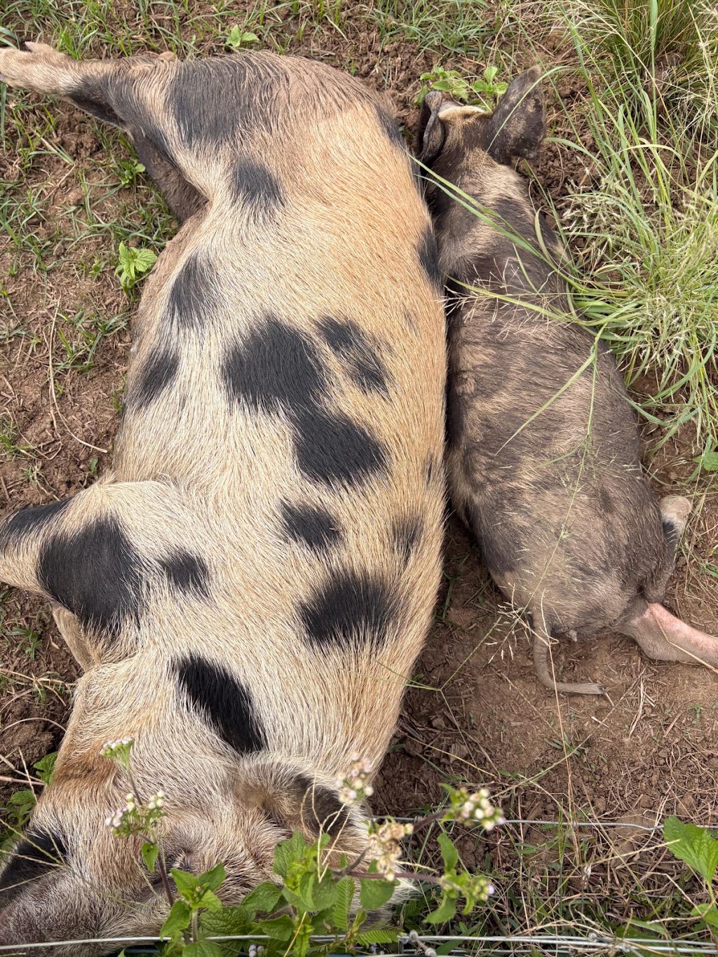 Mount Jukes Family Farm | 1000 Kuttabul Mount Jukes Rd, Mount Jukes QLD 4740, Australia | Phone: 0417 928 099