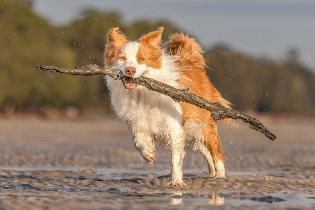 OliveGrove Estate Border Collies | 210 Inglewood Rd, Muscle Creek NSW 2333, Australia | Phone: 0427 530 955