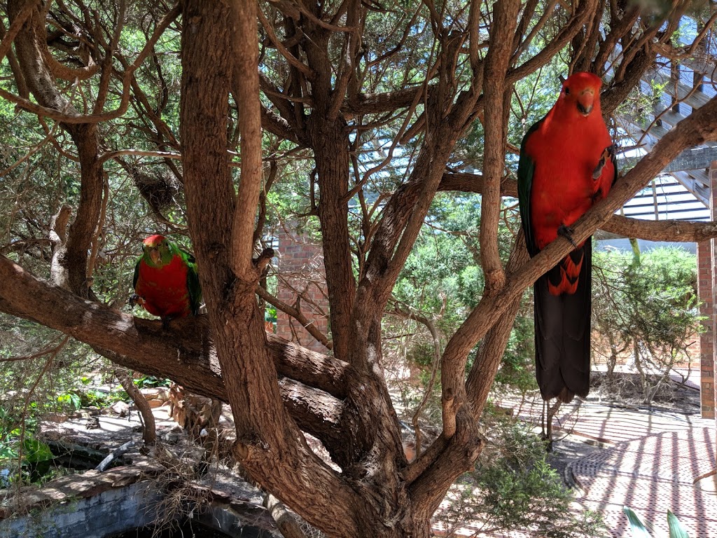 Rainbow Jungle | zoo | Red Bluff Rd, Kalbarri WA 6536, Australia | 0899371248 OR +61 8 9937 1248