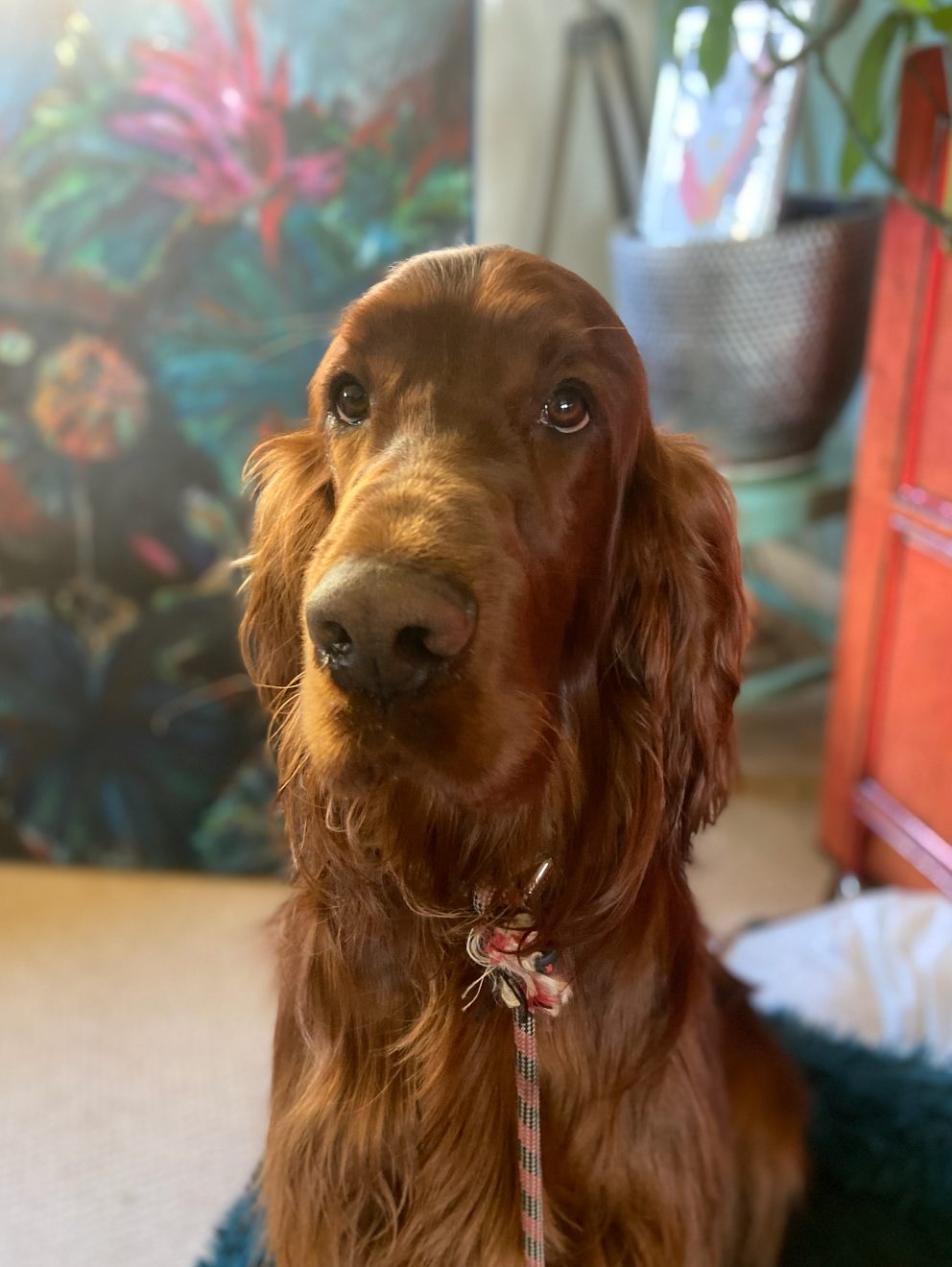 Waggle Canine Adventure Gear | 38 Second Ave, Katoomba NSW 2780, Australia | Phone: 1300 725 781