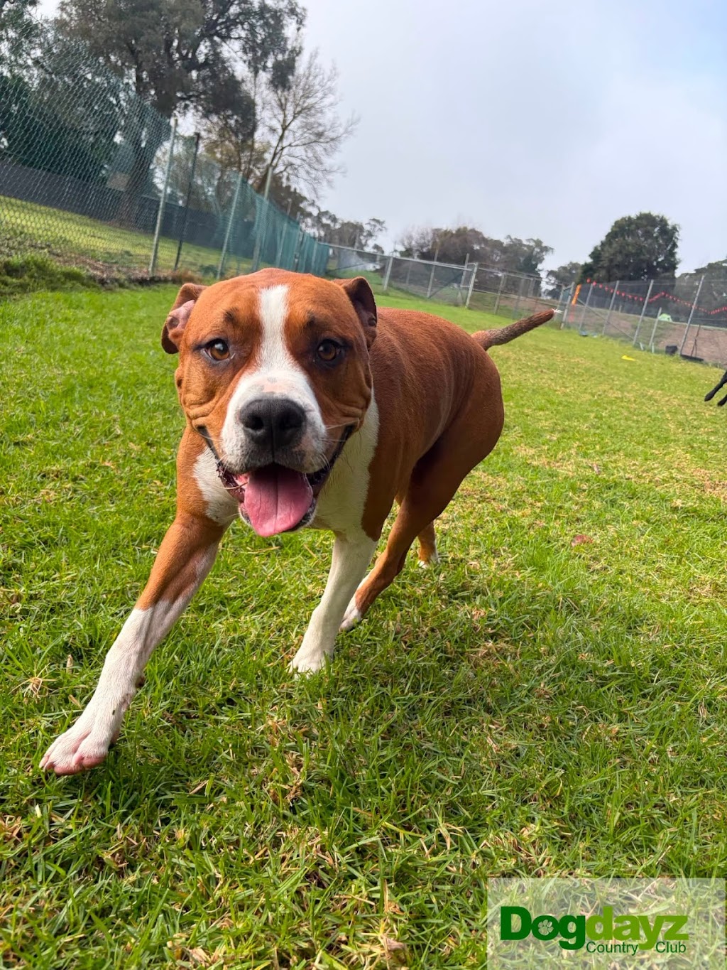 Dogdayz Dog Boarding - Lysterfield | 32 Powells Rd, Lysterfield VIC 3156, Australia | Phone: (03) 9752 7273