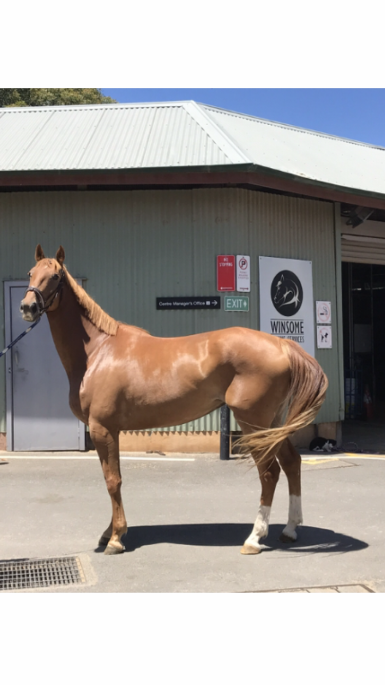 Equine Mobile Insemination Services .EMIIS | 4 Newcastle St, Rose Bay NSW 2029, Australia | Phone: 0423 345 746