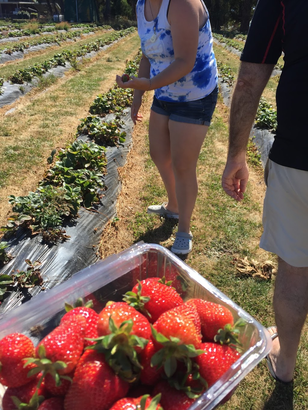 Berry World PYO Strawberries | cafe | 26 Egan St, Timboon VIC 3268, Australia | 0355983240 OR +61 3 5598 3240