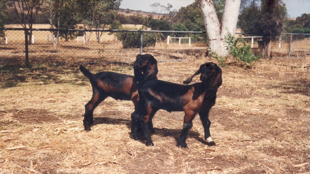 Goat Veterinary Consultancies- goatvetoz | veterinary care | 22 Lesina St, Keperra QLD 4054, Australia | 0733556404 OR +61 7 3355 6404