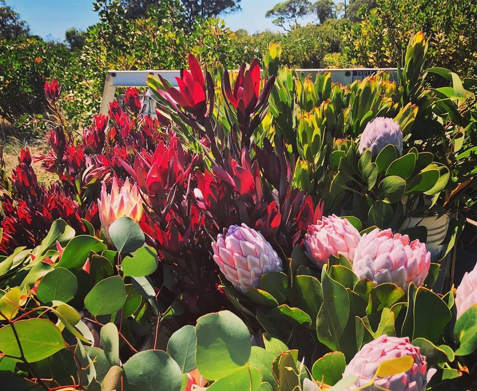 Yelverton Protea Farm | florist | 7211 Bussell Hwy, North Jindong WA 6280, Australia | 0410597541 OR +61 410 597 541