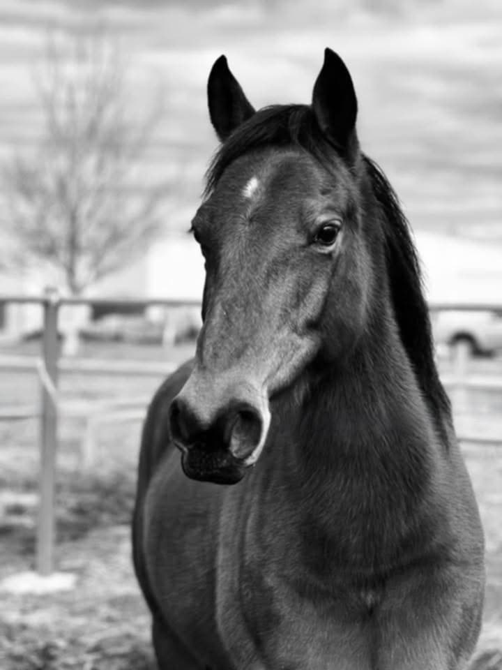 Victorian Brumby Association | Raglan-Elmhurst Rd, Glenlogie VIC 3469, Australia | Phone: 0417 504 412