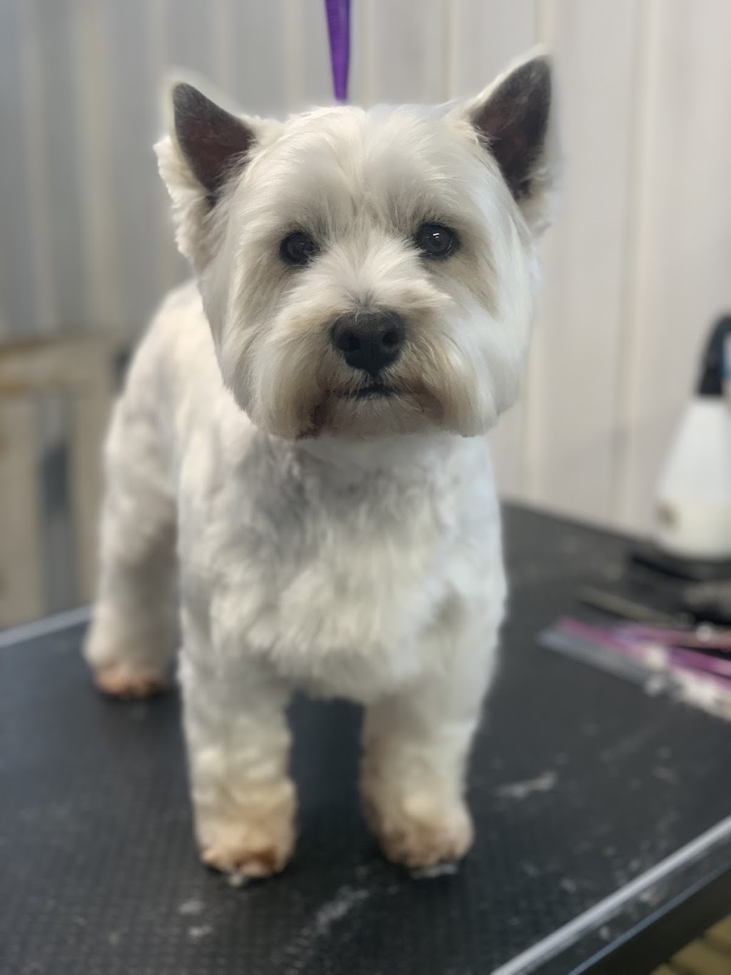 Debs Dog Parlour | 36 McArthur Dr, Falls Creek NSW 2540, Australia | Phone: 0414 683 751