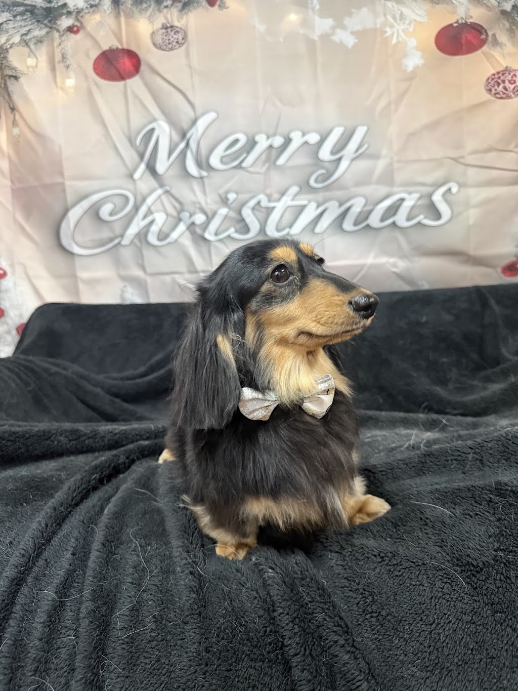 The Pamper Pup House | 680 Arina Rd, Bargo NSW 2574, Australia | Phone: 0493 308 557