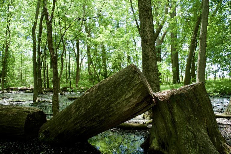 Tree Lopping Logan Co - Park Ridge | 24 Allerton Park Dr, Park Ridge QLD 4125, Australia | Phone: (07) 2103 2285