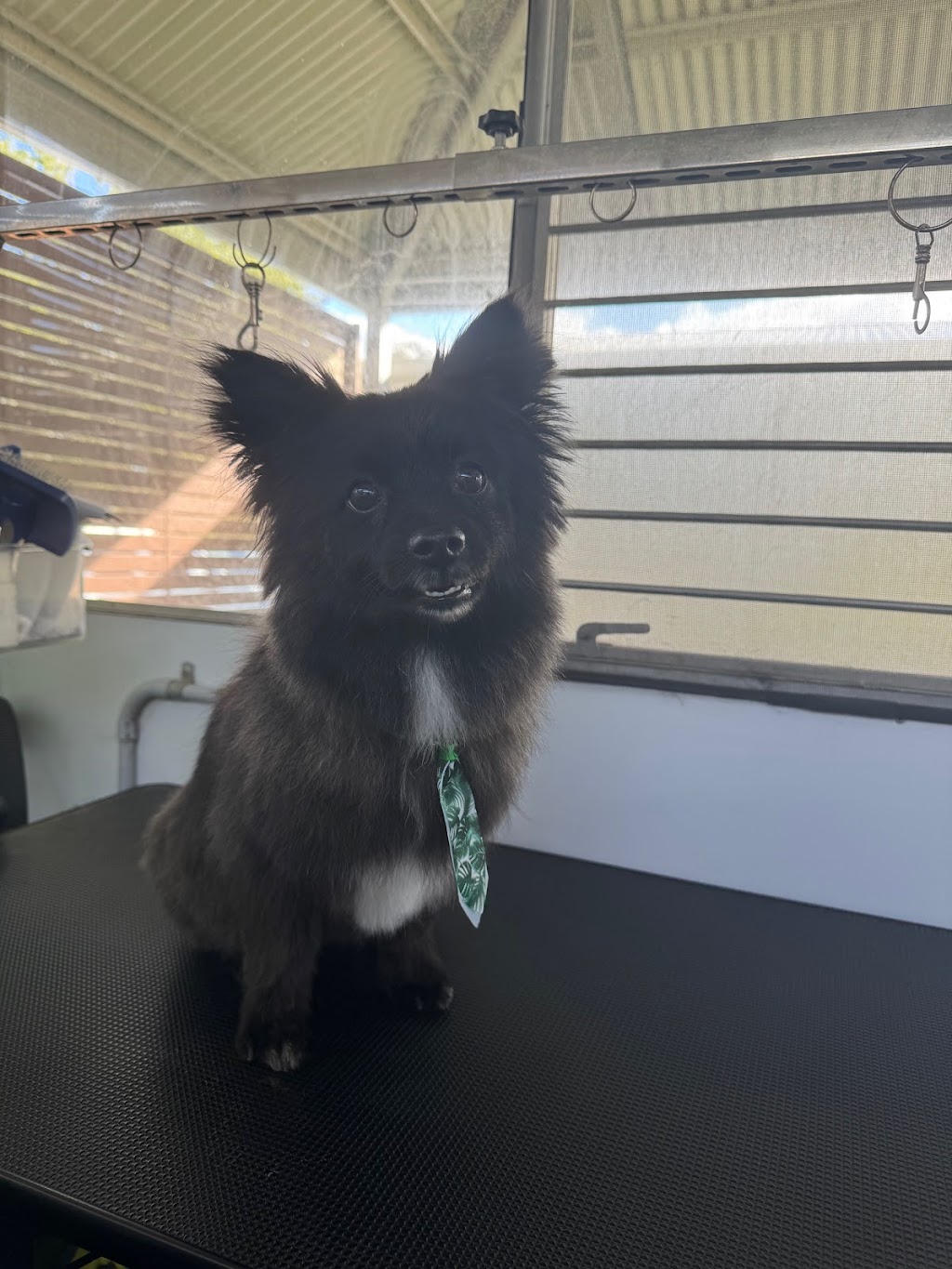 Clean a Paw, South Maclean | 29-39 Crest Rd, South Maclean QLD 4280, Australia | Phone: 0405 407 243 Clean a Paw, South Maclean | 29-39 Crest Rd, South Maclean QLD 4280, Australia | Phone: 0405 407 243