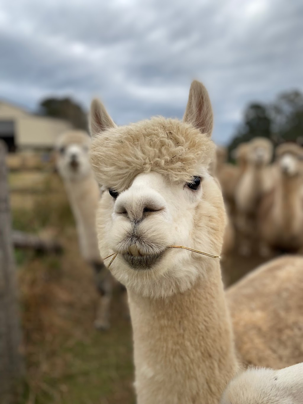 Ironbark Ridge Alpacas | 120 Gadds La, Kurmond NSW 2757, Australia | Phone: 0432 077 055 Ironbark Ridge Alpacas | 120 Gadds La, Kurmond NSW 2757, Australia | Phone: 0432 077 055
