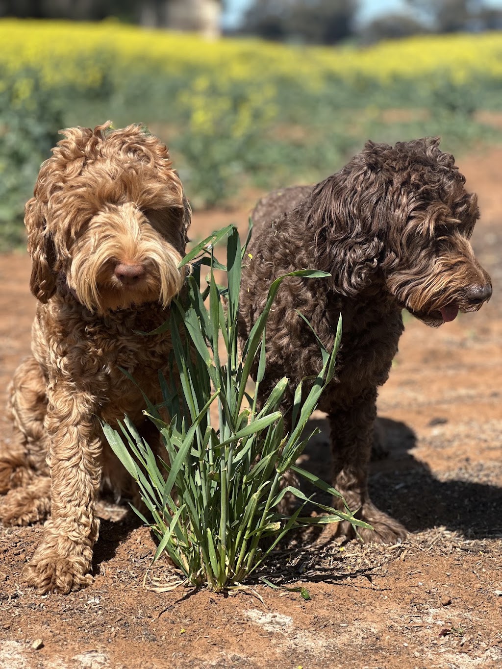 Cain Hill Cobberdogs | Ballards Rd, Thuddungra NSW 2594, Australia | Phone: 0409 827 678
