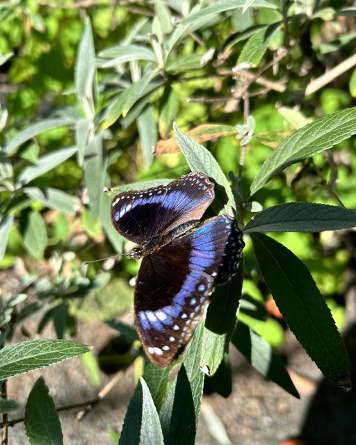 The Garden of Eden Grantham | F53F+J4, Grantham QLD 4347, Australia | Phone: 0409 491 419