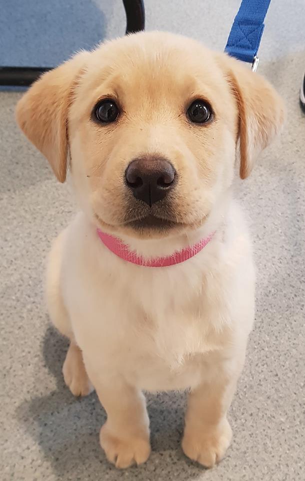 Elgar Road Veterinary Hospital | 590 Elgar Rd, Box Hill North VIC 3129, Australia | Phone: (03) 9899 9518