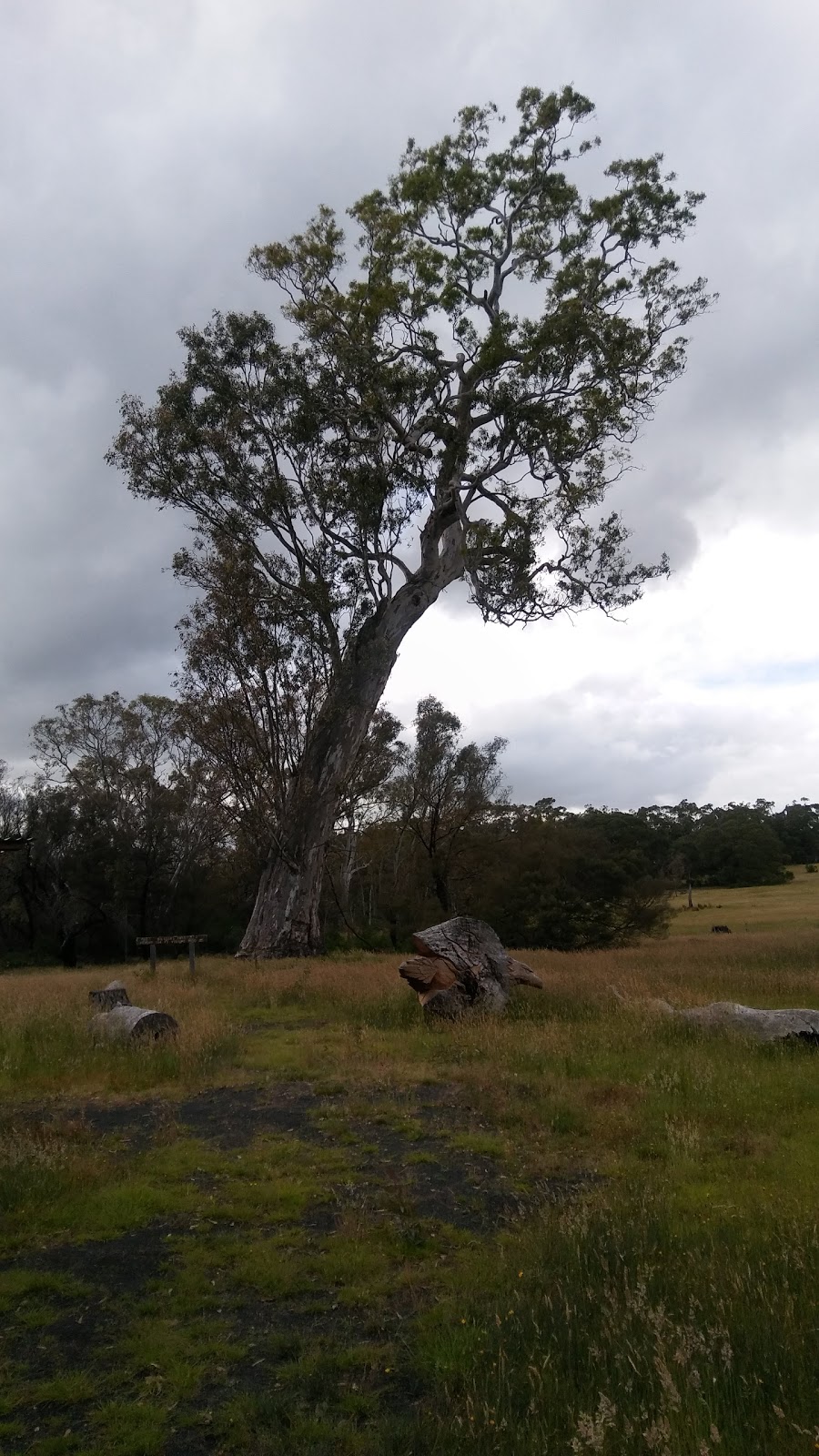 Dergholm State Park | Victoria 3312, Australia