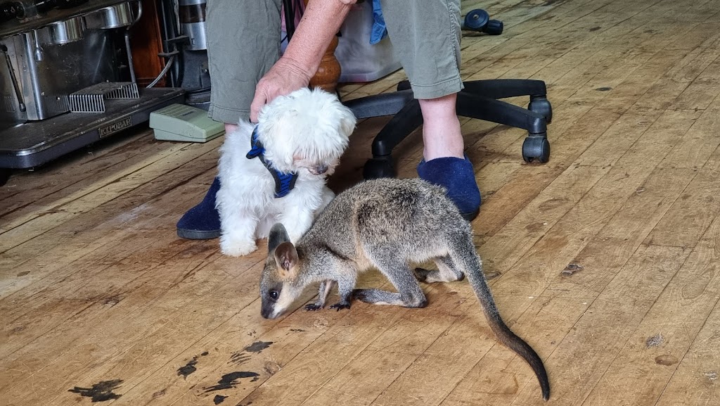 Warrego Wildlife Rescue Rehabilitation & Education Inc. | Redford Rd, Mungallala QLD 4467, Australia | Phone: 0475 095 577