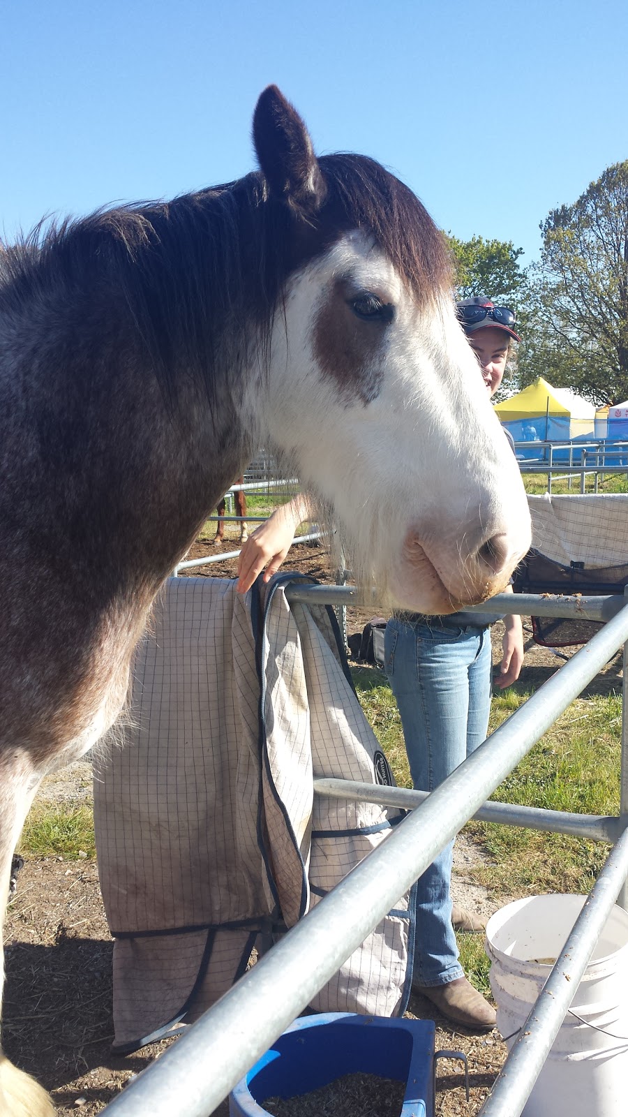 Murrumbateman Field Days | Recreation Grounds, 19 East St, Murrumbateman NSW 2582, Australia | Phone: (02) 6227 5895