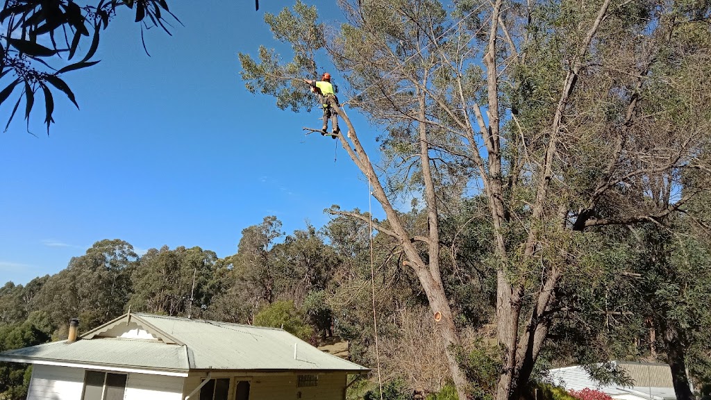 Parks Chainsaw and Tree Services | 32 Forrest St, Bridgetown WA 6255, Australia | Phone: 0459 689 518