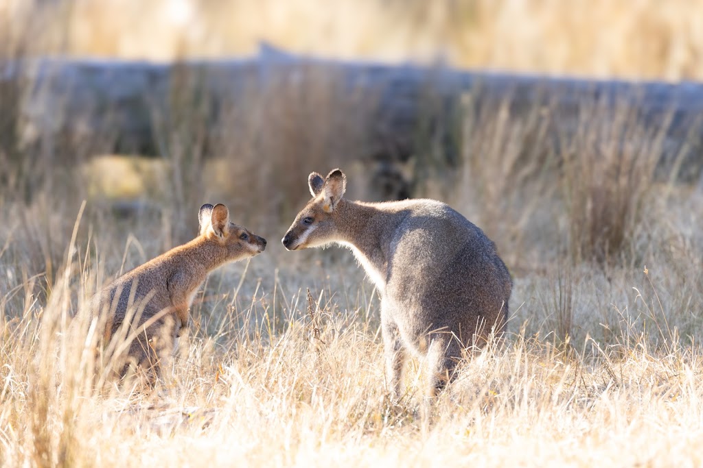 Quoll Headquarters | 662 Talmoi Rd, Boonoo Boonoo NSW 2372, Australia | Phone: 0407 290 971