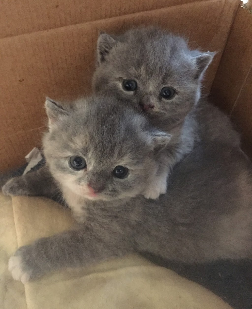 Salah British Shorthair Cattery | 15 Miles Rd, Bunyip VIC 3815, Australia | Phone: 0407 044 901