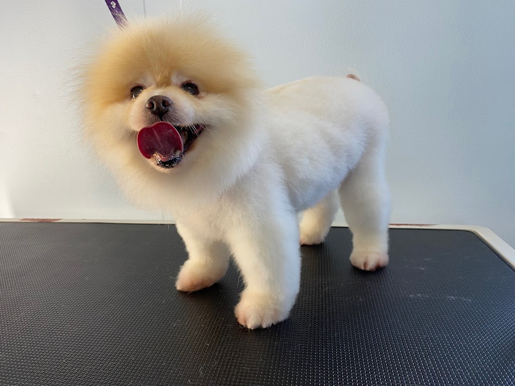 Perfect Paws Dog Grooming | 194 Cattai Ridge Rd, Maraylya NSW 2765, Australia | Phone: 0481 263 864