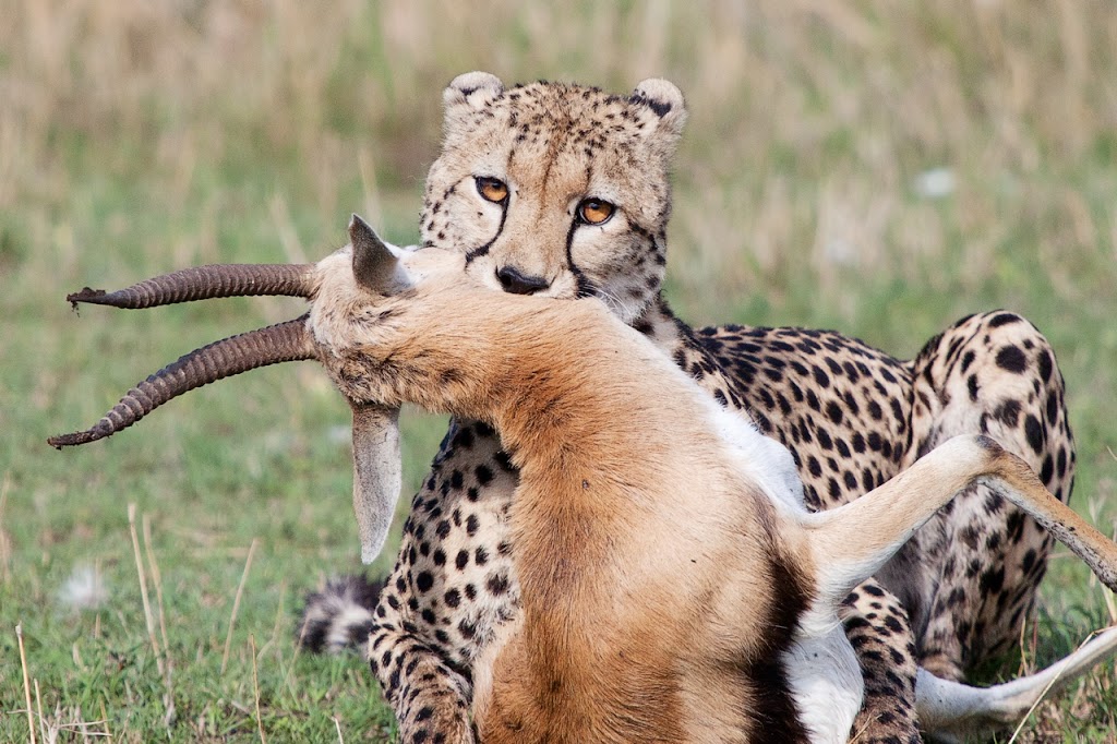 African Family Safaris | 42 Rigney Dr, Brierfield NSW 2454, Australia | Phone: (02) 6655 1838