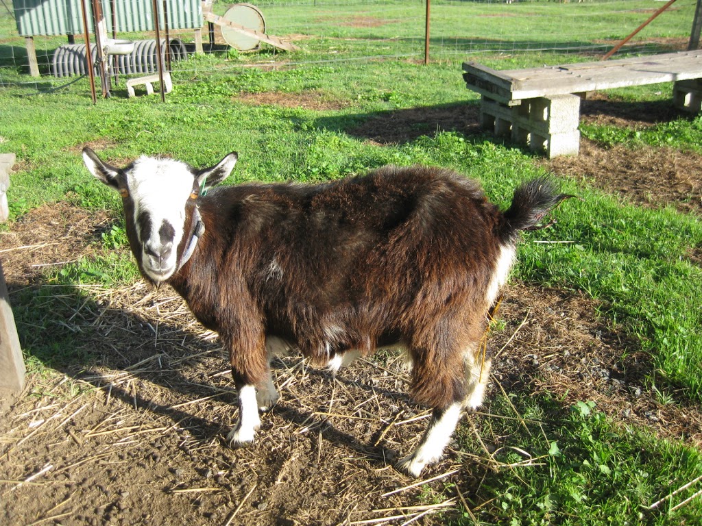 Saffron Hill Miniature Goats |  | 33 Rianna Rd, The Dawn QLD 4570, Australia | 0402405408 OR +61 402 405 408