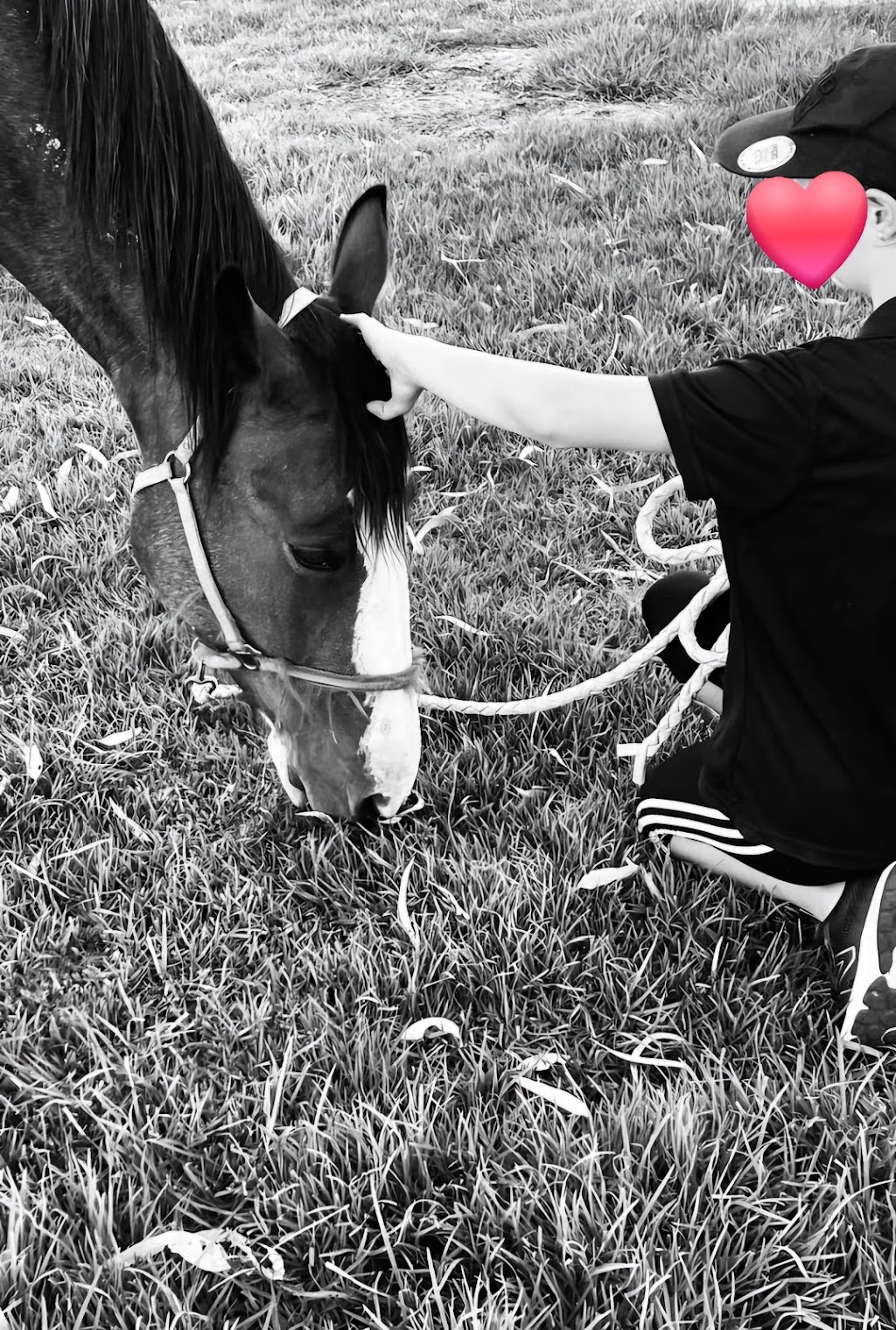 Rekcut Equine | 47 Penglase Ln, Barham NSW 2732, Australia | Phone: 0400 075 020