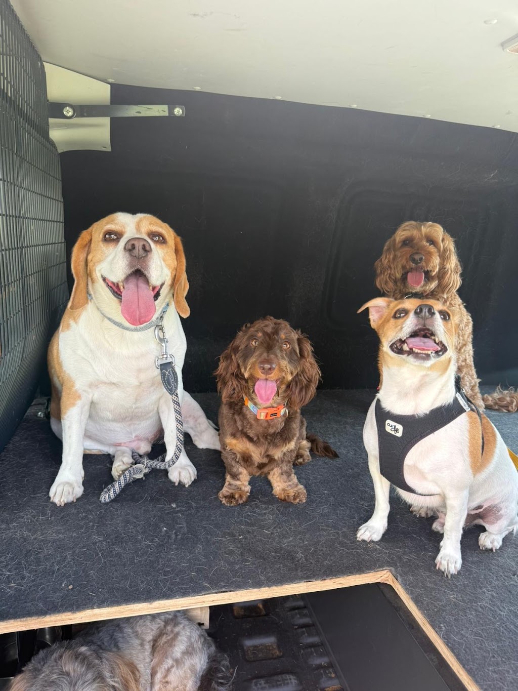 Furry Mates | 9/10 Elonera St, Rydalmere NSW 2116, Australia | Phone: 0470 696 257
