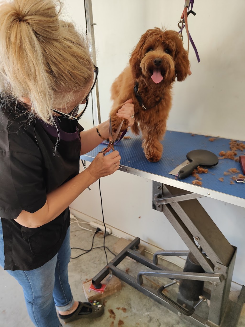 Farrahs Doggy Groomed | 12 Georgiana Cross, Cowaramup WA 6284, Australia | Phone: 0438 903 230