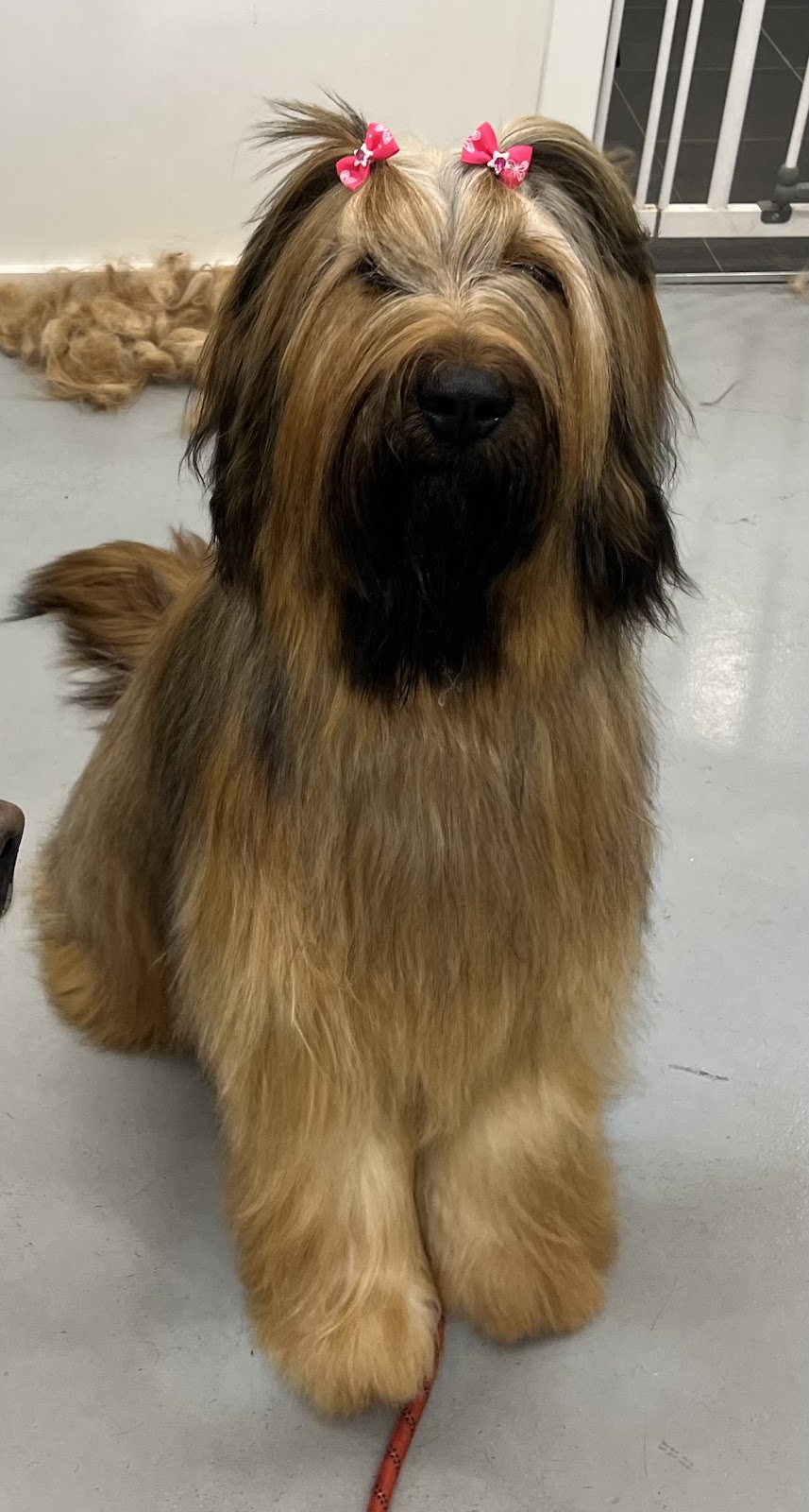 Perfection Pet Styling | 13 Aspen St, South Penrith NSW 2750, Australia | Phone: 0434 034 243