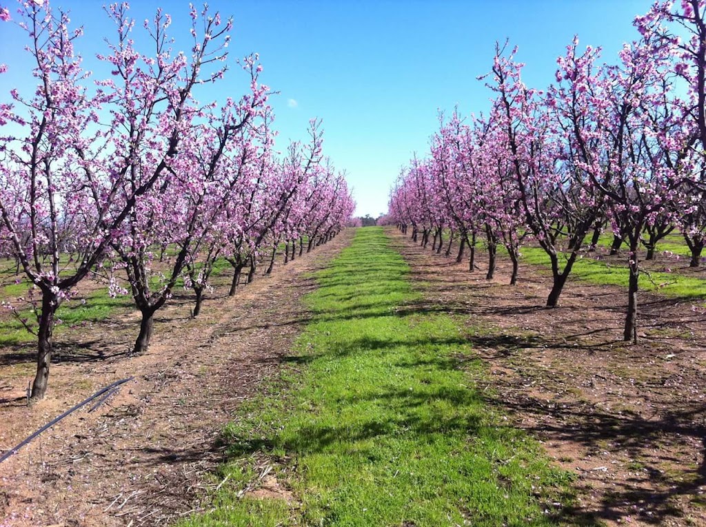 Leotta Nominees Pty Ltd (Leottas Fresh Stone Fruit) | 741 Canning Rd, Carmel WA 6076, Australia | Phone: 0408 904 950