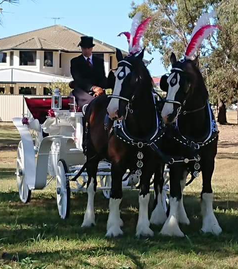 Drayhorse Shires | travel agency | 2560 Boonah Rathdowney Rd, Maroon QLD 4310, Australia | 0476199826 OR +61 476 199 826