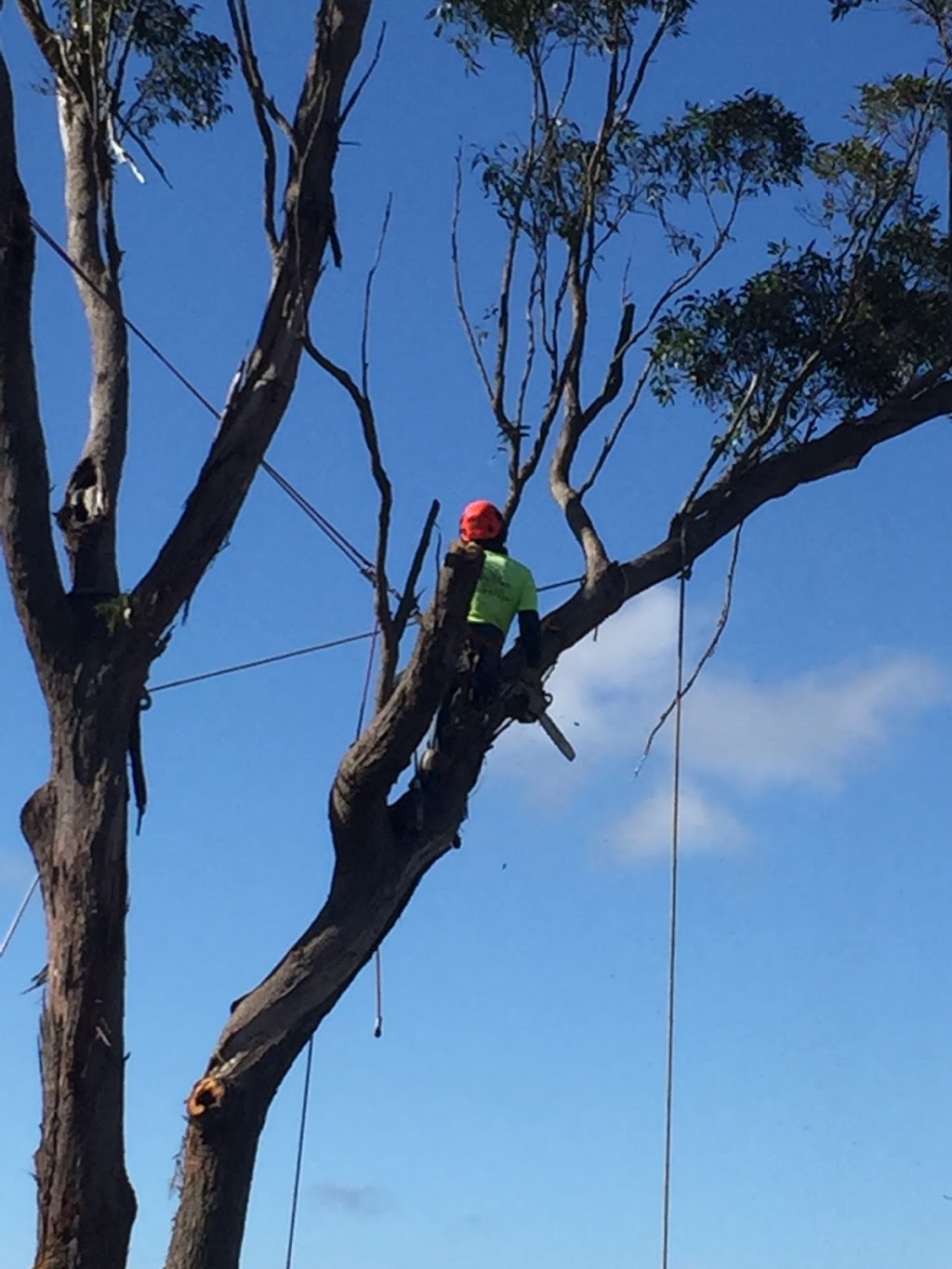 Darling Downs Tree Services | 2 Strong Rd, Hodgson Vale QLD 4352, Australia | Phone: 0419 672 671