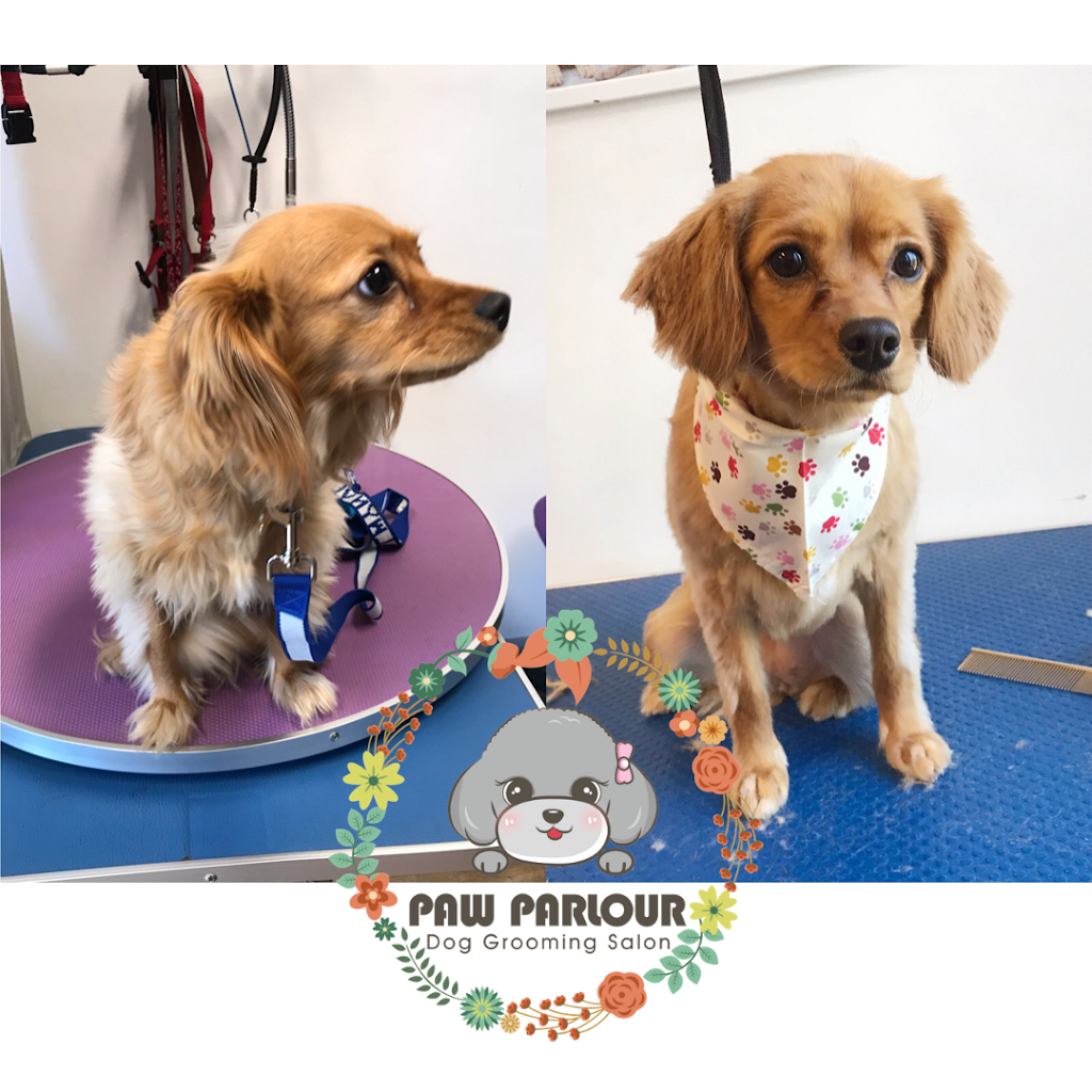 Paw Parlour Dog Grooming Salon | 107 Ayr St, Doncaster VIC 3108, Australia | Phone: 0432 118 960